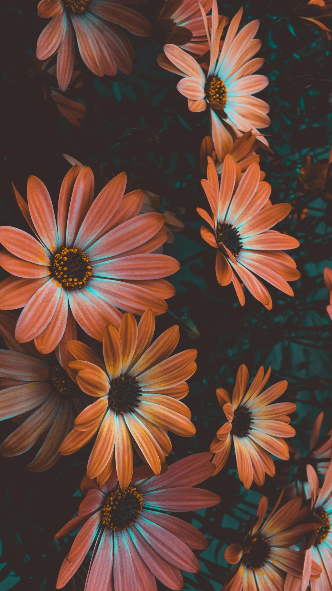 Wallpaper creative poster plants