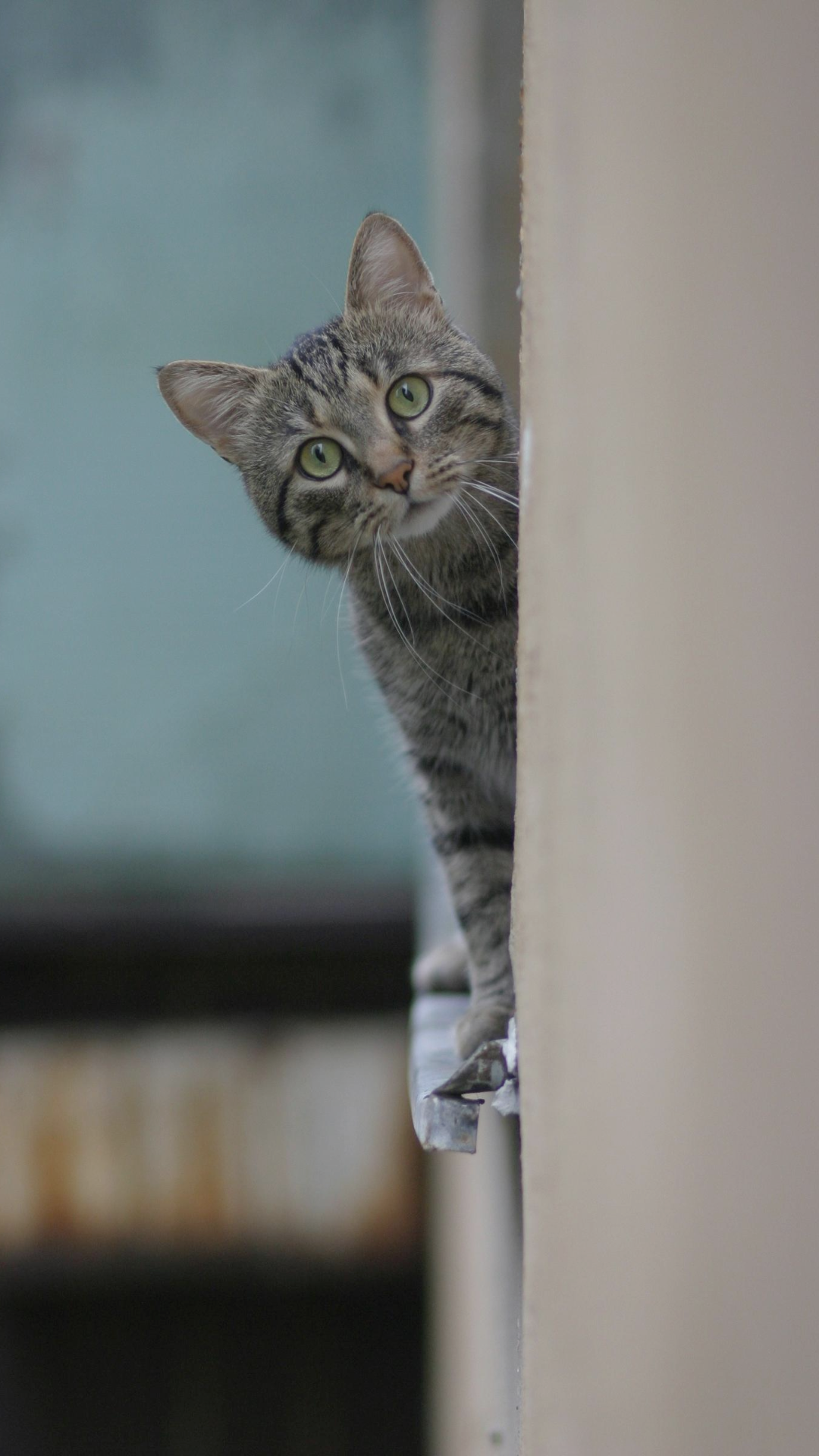 Wallpaper - Poster Kreatif Kisah Instagram Hewan Peliharaan