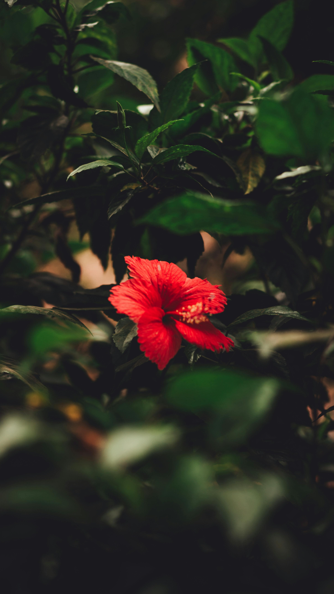 Fondo de pantalla cartel creativo Hibiscus rojo