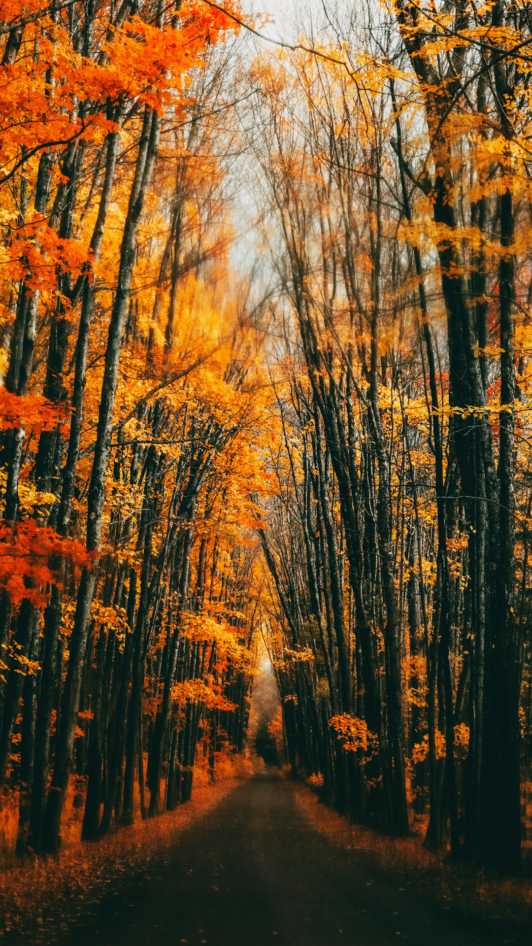 Fondo de pantalla cartel creativo Árbol forestal