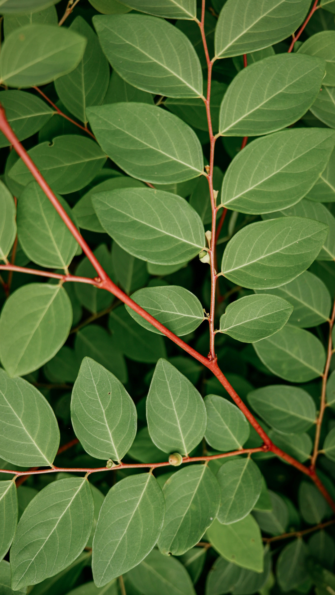 Wallpaper Creative Poster Green Leaves and Crimson Twigs