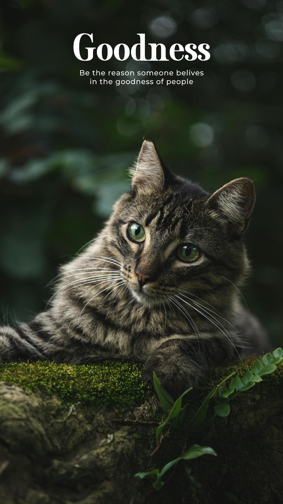 Fondo de pantalla cartel creativo gato