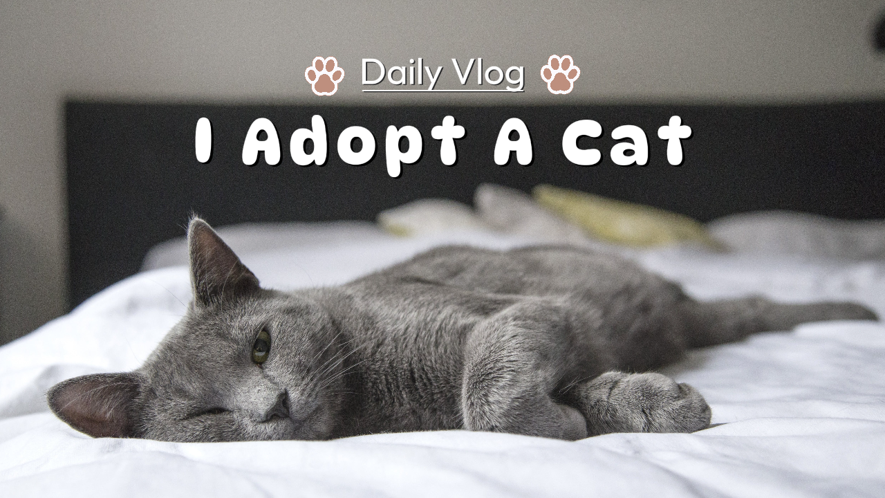 Youtube Thumbnail Vlog - Adoptieren einer Katze