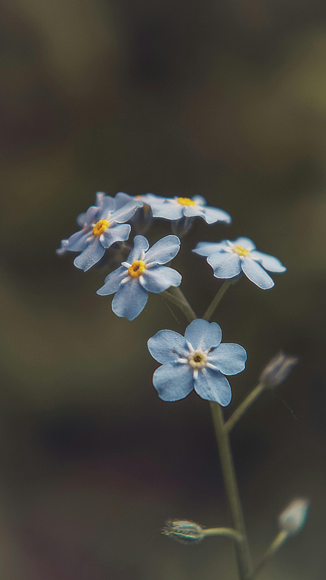 Tapete Kreatives Poster Blume