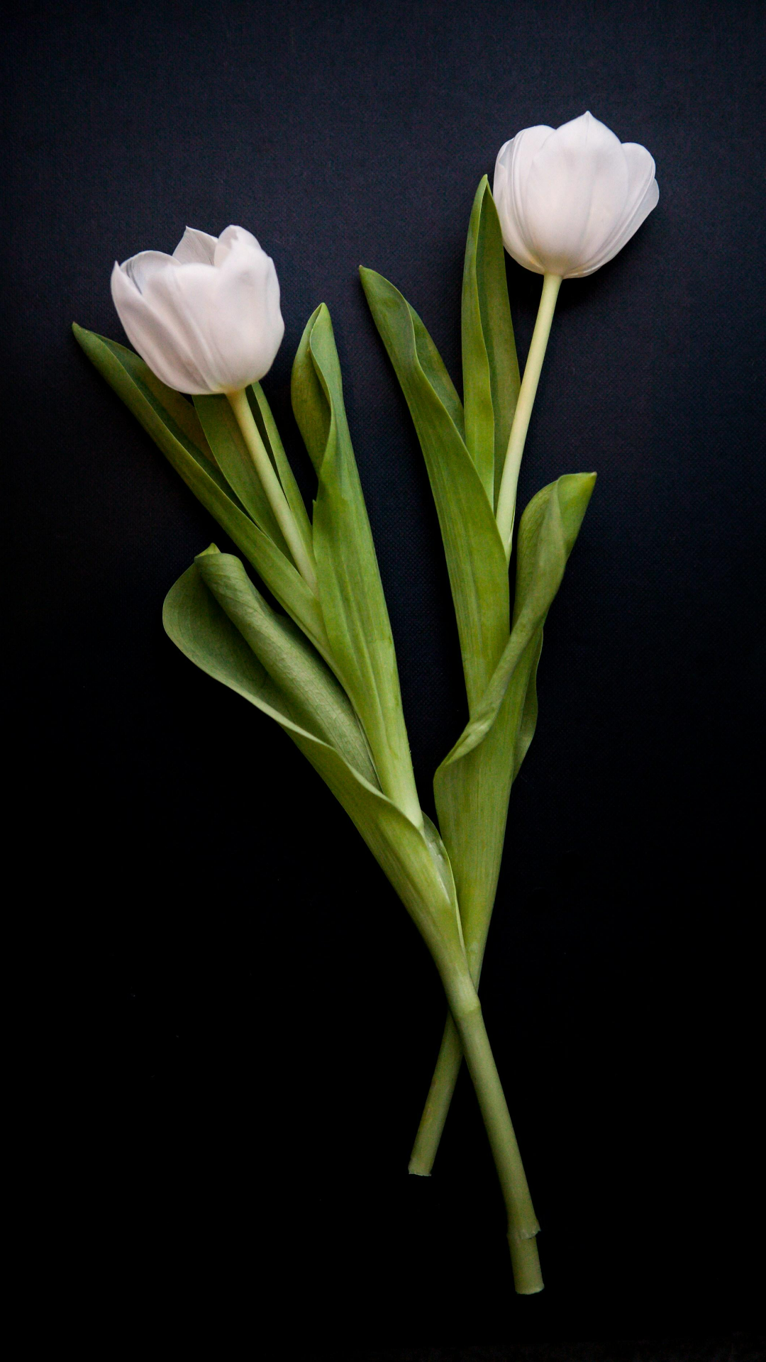 Tapete kreatives Poster weiße Rose