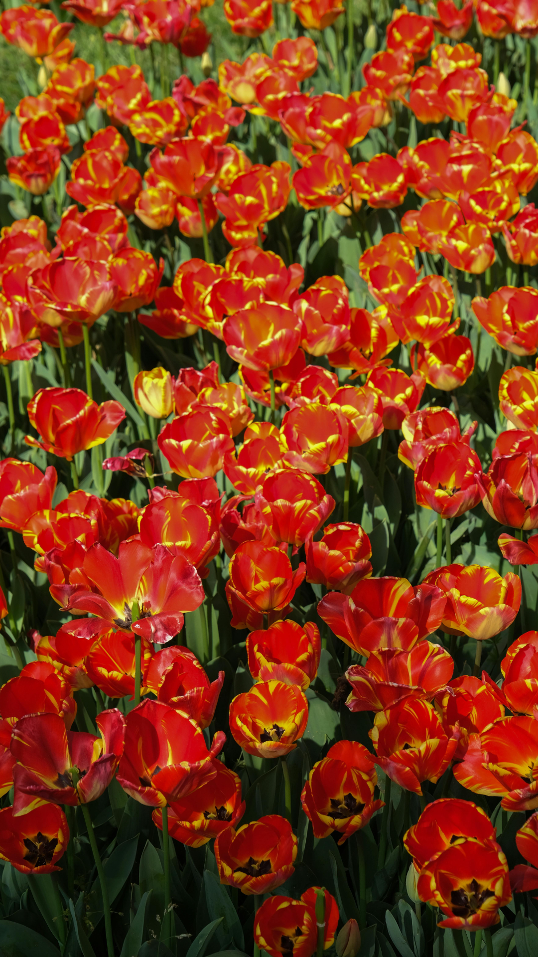 Fondo de pantalla cartel creativo flor roja