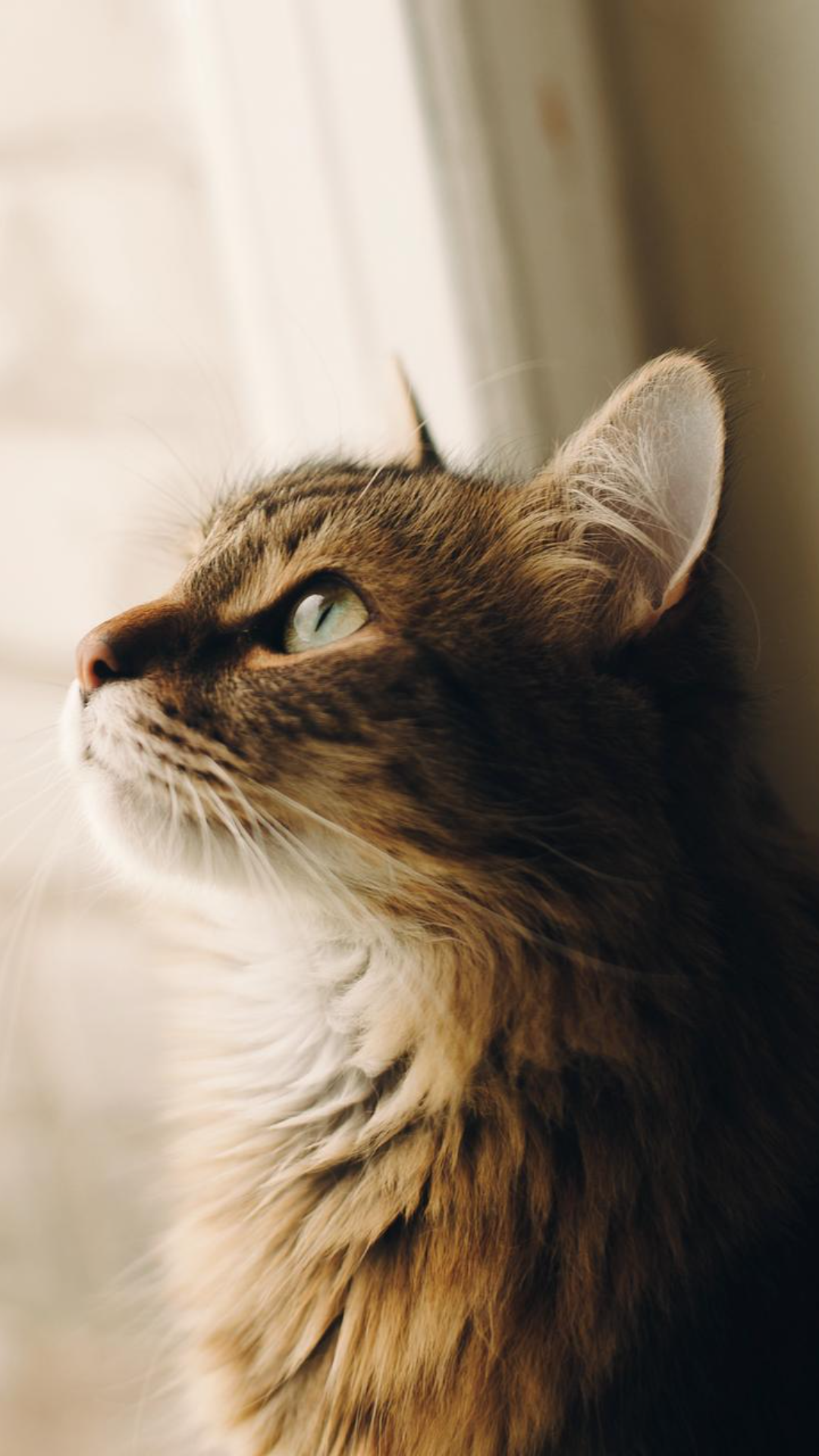 Tapete Kreatives Poster Katze