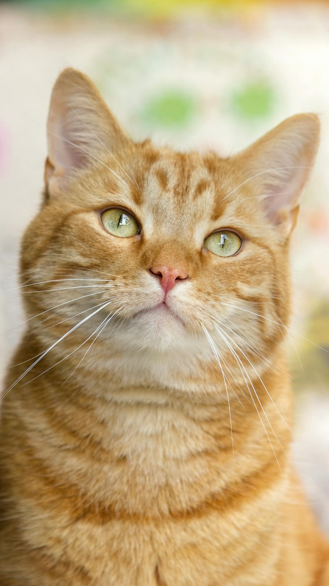 Tapete kreatives Poster Katze