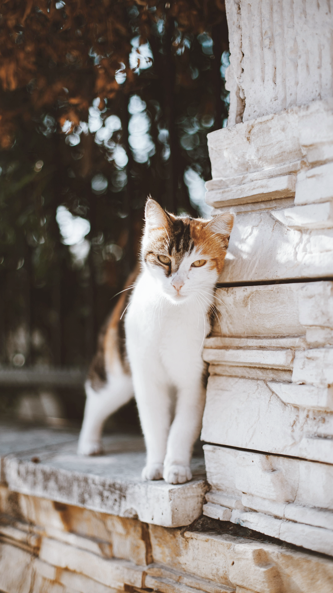 Wallpaper Animal Cat